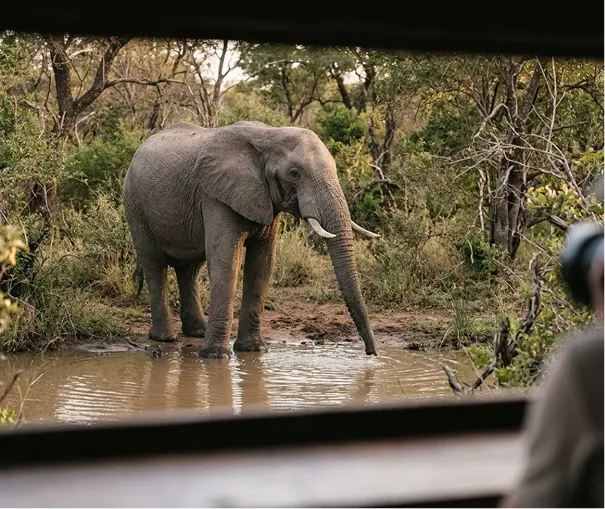 Elephant at a waterhole seen from a photographic hide