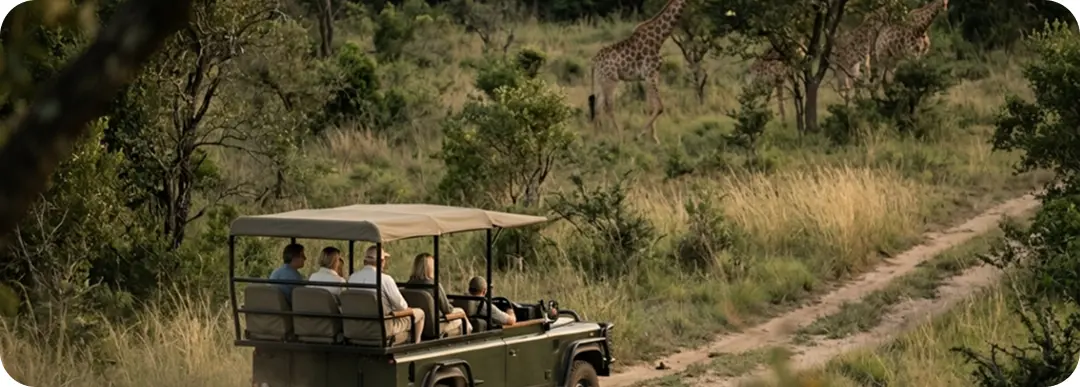 Game drive past giraffes in Nambiti