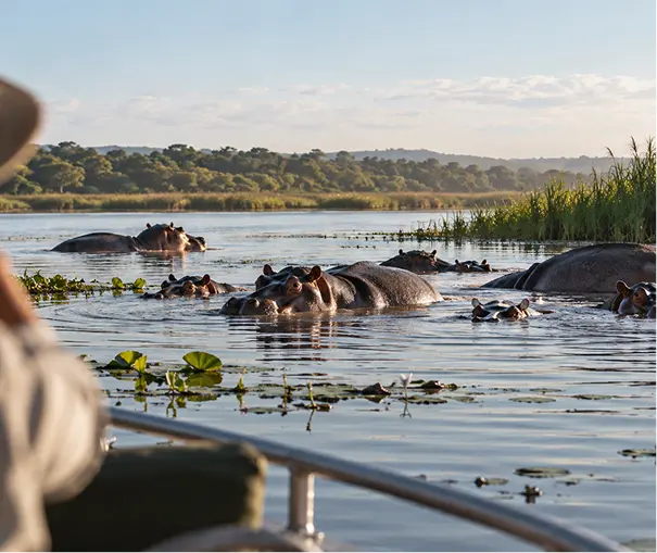 Hippos in Lake St Lucia seen from a boat