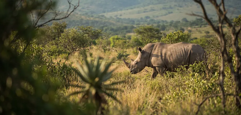 White rhino in Hluhluwe-iMfolozi Park