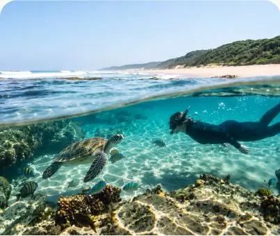Snorkeller with sea turtles off the Maputaland coast