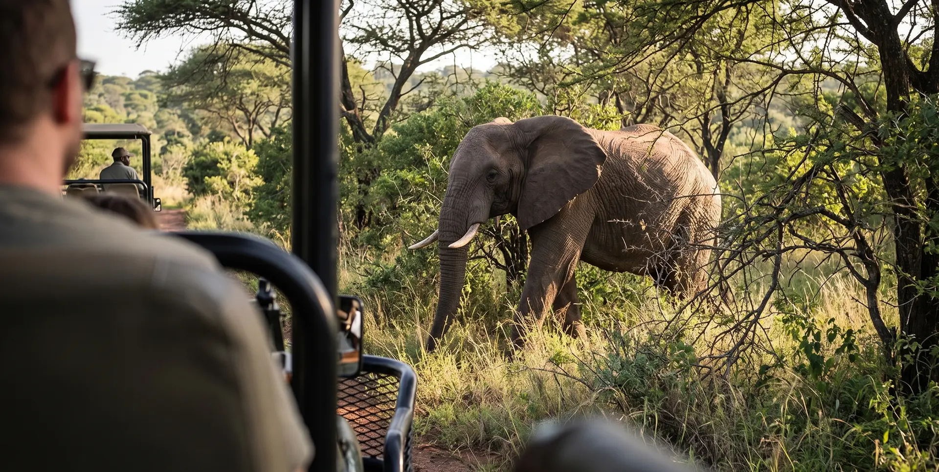 Elephant beside a safari vehicle